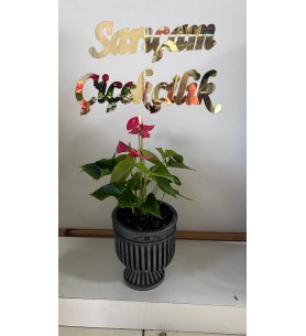 saksıda antoryum